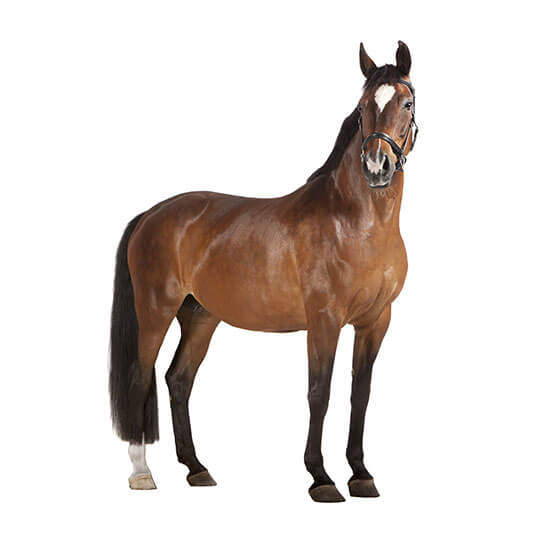 cheval