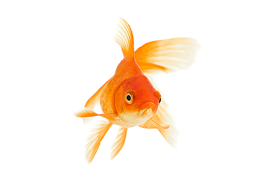 Poisson