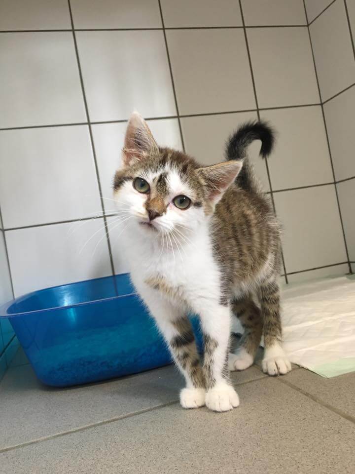Chat à Seurre