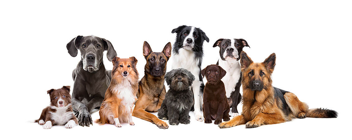 Chiens à Seurre